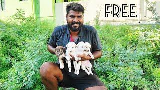 street dog puppies /  Rockfort Puppies