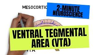 2-Minute Neuroscience: Ventral Tegmental Area (VTA)