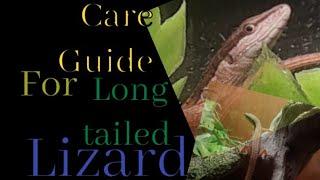 care guide for long tailed lizard