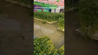 Hydroponics  बिना मिट्टी की खेती #किसान