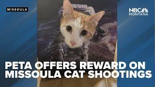 PETA offers reward for information on Missoula cat shootings