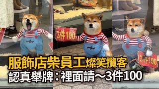 服飾店「柴員工」燦笑攬客認真舉牌：裡面請～3件100Shiba Inu dog captivates shoppers at Chinese clothing store｜寵物動物｜看新聞