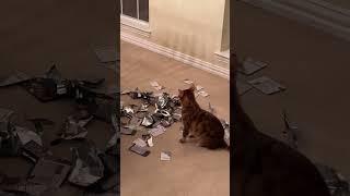 My Bengal cat blames my dog for the night time mess.