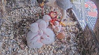 #9Falcon Nest  Slechtvalken Nestkast Onze Lieve Vrouwe Toren Amersfoort