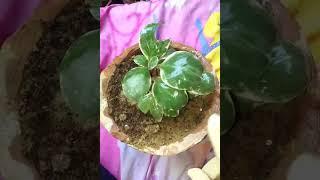 CRASSULA plant ️ کرسولا پلانٹ it's amazing ',lucky, money plant ️