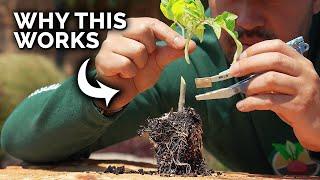 A Tomato Growing Trick That Seems Insane, But Works Like a Charm