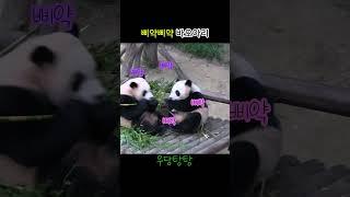 삐약삐약 바오아리