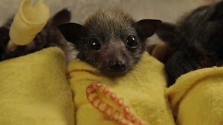 Baby Bat Burritos