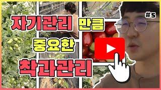 2020 누구나 챌린지 ! 방울토마토 키우기 - 착과관리