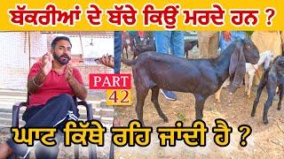 ਬੱਕਰੀਆਂ ਦੇ ਬੱਚੇ ਕਿਉ ਮਰਦੇ ਨੇ ਘਾਟ ਕਿੱਥੇ ਆ ? (Part 42) | Goat farming  #goats​⁠​⁠​⁠ #farming ​⁠#goat