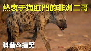 【动物科普 | 搞笑】养这样的小狗，需要注意什么！