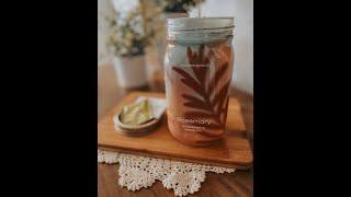 Modern Sprout NEW  Garden Jars (Rosemary) Review