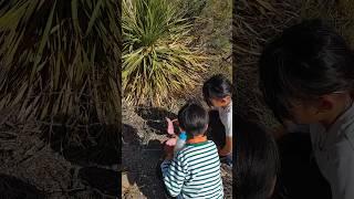 태어나 처음 본 핑크색 선인장에 시선을 빼앗겼다 (텍사스 빅벤드) The pink cactus I saw for the first time