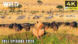 WILD KENYA | THE LAND OF THE MOST RUTHLESS PREDATORS | Animal documentary