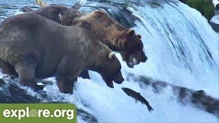 Katmai Bear Fishing Styles