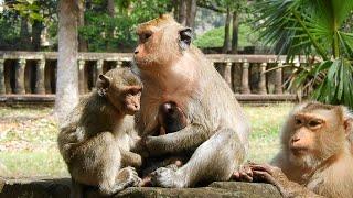 Monkey Ashly Love Cute Boy Baby Monkey Jason, Good Mom Jill Give Enough Milk To Him