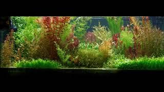 Time lapse video of my tank showing aquatic plants growing for almost a year.