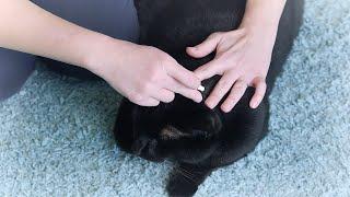 How to give your cat flea treatment | Cats and fleas