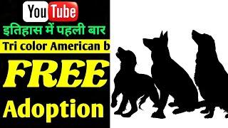 Free adoption dogs | cheapest dog market in India | 2024 | By Dogsbreedofficial |