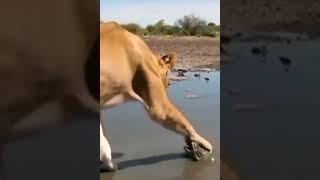 African bull frog vs Lion #short