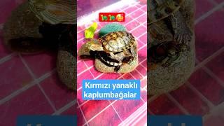 Kırmızı Yanaklı Ninjalar  #turtles #kaplumbağalar