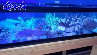 Q&A with Rico's Aquariums