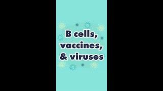 Vaccines help train B cells to mount a defense against viruses! ️ #shorts #givevaccinesashot