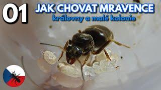 Jak Chovat Mravence 01: Královny a Malé kolonie