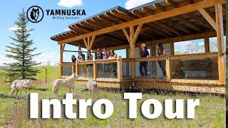 Intro Tour at the Yamnuska Wolfdog Sanctuary