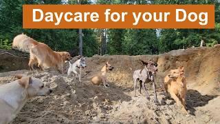 Daycare for your dog   Keep your dog busy while you are away or entertained while you cuddle