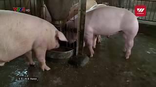 African swine fever reaches Ho Chi Minh City | VTV World