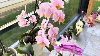 Where do I grow my orchids! My abundant flowering orchids