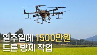 일주일에 1500, 청년 농부 남매의 드론 방제