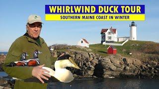 SPEED BIRDING the Southern Maine Coast in Winter