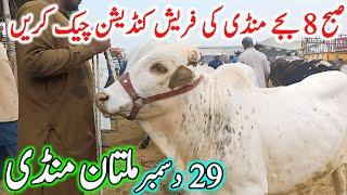 Multan Cow Mandi Fresh Latest Update Video | Cholistani Nukre Ablk Sahiwal Bachre | Cow Mandi 2024