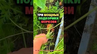 Три мощные подкормки моркови #дача #огород #секрет #сад #урожай #морковь