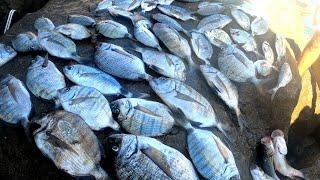 Fishing technique for giant sargos with bait made of canned sardines and flour only