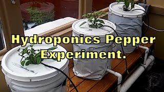 Dutch Bucket Hydroponics Pepper Experiment