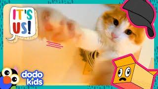 Why Are These Cats Taking Hats And Ripping Up Boxes?! | Dodo Kids | It’s Me!