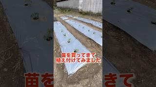 野菜の苗をたくさん買ってきて植え付けてみた‼️#家庭菜園 #家庭菜園初心者 #農業 #農業初心者 #田舎暮らし #いやし #トマト栽培 #ピーマン栽培 #ナス #セロリ栽培 #バジル