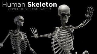 The Skeletal System | HUMAN SKELETON | DR. BYSON EM