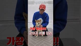 강아지가 말 안들을때 꼭 필요한 서열훈련 방법