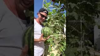 Vertical farming aeroponic WATERMELON & LETTUCE on a Tower Garden #towergarden #verticalfarming