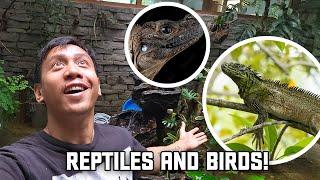 My Aviary Officially Has Reptiles | Vlog #1756