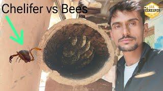 Benefits Of Chelifer | Relationship Between Bees And Chelifer |  Beekeeping At Home