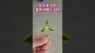 관유정 대표 복륜 & 복륜화 송학관의 아름다울 속으로 판매 010 3505 5577