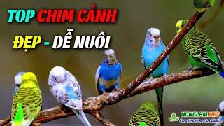 Top 10 Loại Chim Cảnh Dễ Nuôi Nhất Hiện Nay | Chim Cảnh Đẹp Giá Rẻ