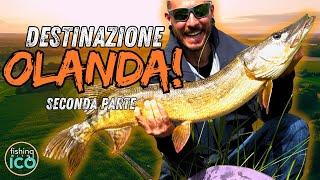 COCCODRILLI, VAMPIRI e TIGROTTI! Una SETTIMANA di PESCA ai PREDATORI OLANDESI (Seconda Parte) [4K]