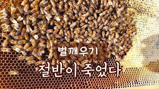 벌깨우기. 겨울나기 절반 실패.  봉군 폐사. 양봉 일기