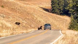 4 Grizzly Bears Spotted In Beartooth Pass | Close Call With A Truck